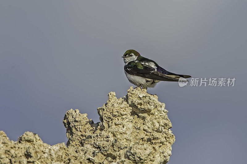 紫绿色的燕子(Tachycineta thalassina)是一种小型北美燕科雀形目鸟类，栖息在石灰华塔上。莫诺湖;莫诺湖凝灰岩国家保护区;莫诺盆地国家风景名胜区;Mono盆地;Mono盆地国家森林景观